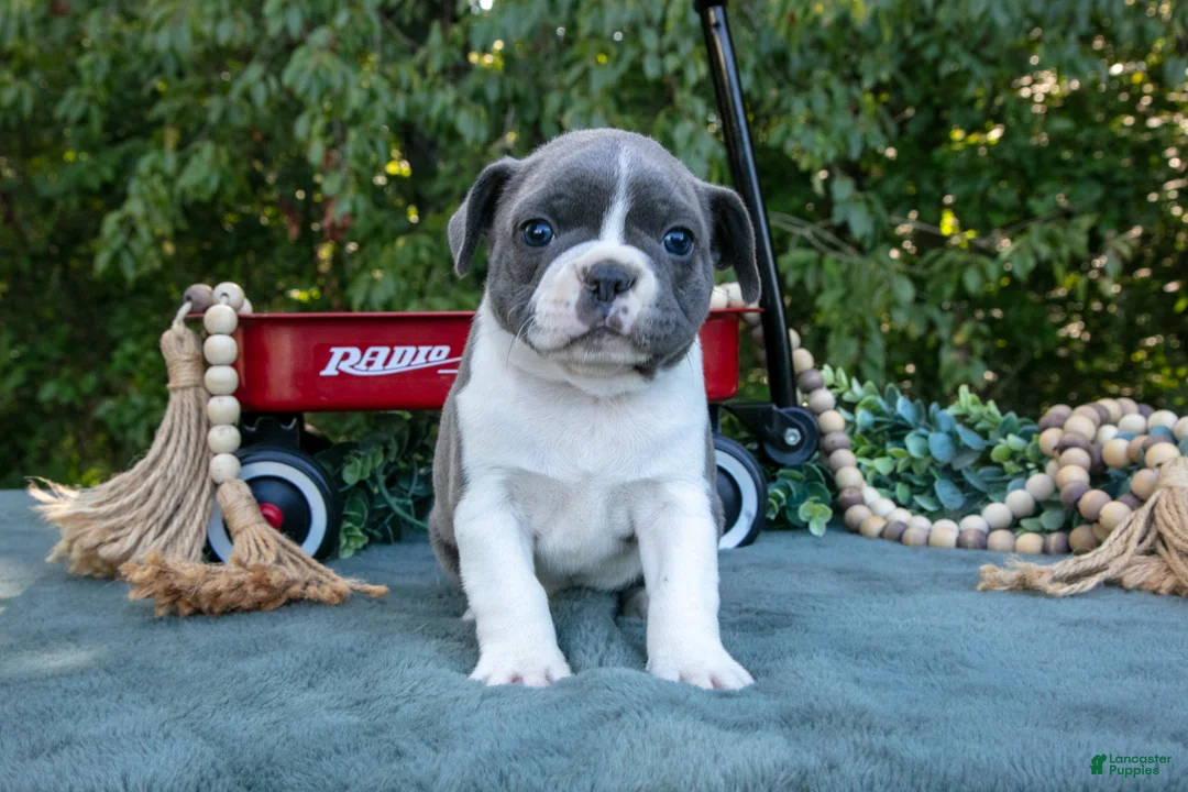 Frenchton dogs for sale: Chops - Ad 3