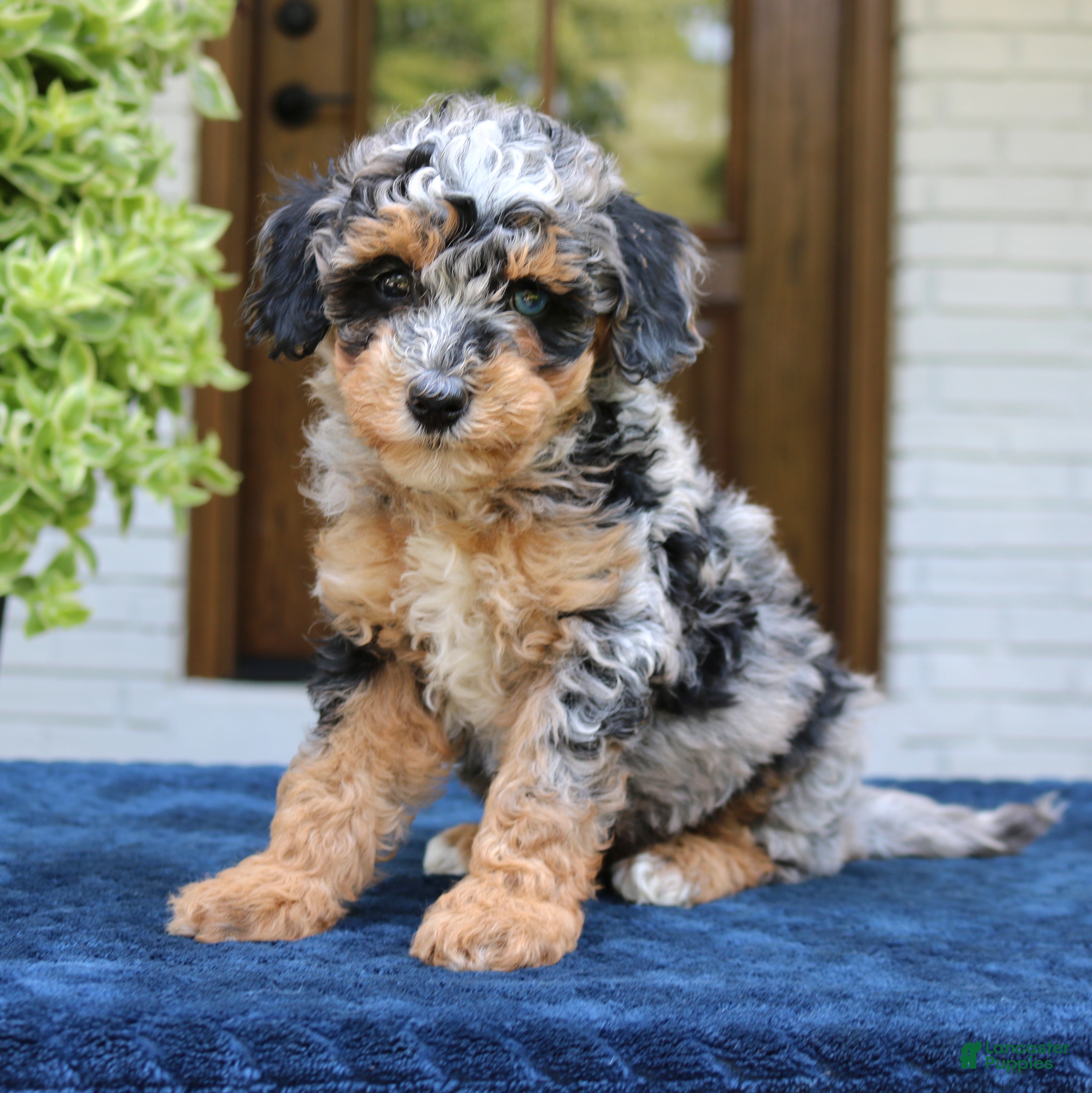 Bernedoodle dogs Ester  - Ad 2