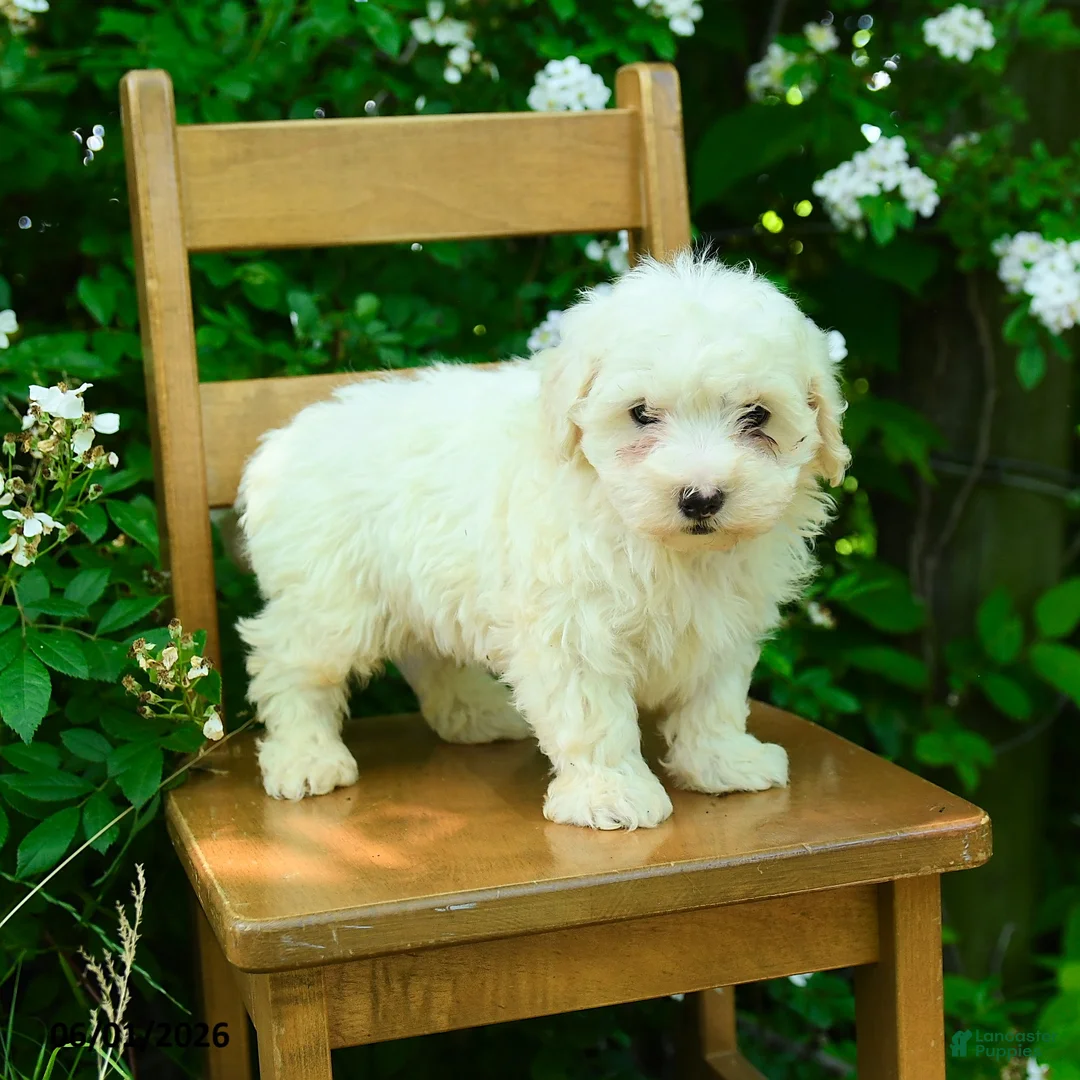 Maltipoo dogs for sale: Karson - Ad 2