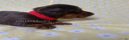 Miniature Dachshund dogs for sale: Tootsie - Ad 31