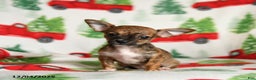 Chihuahua dogs for sale: Bambi - Ad 1