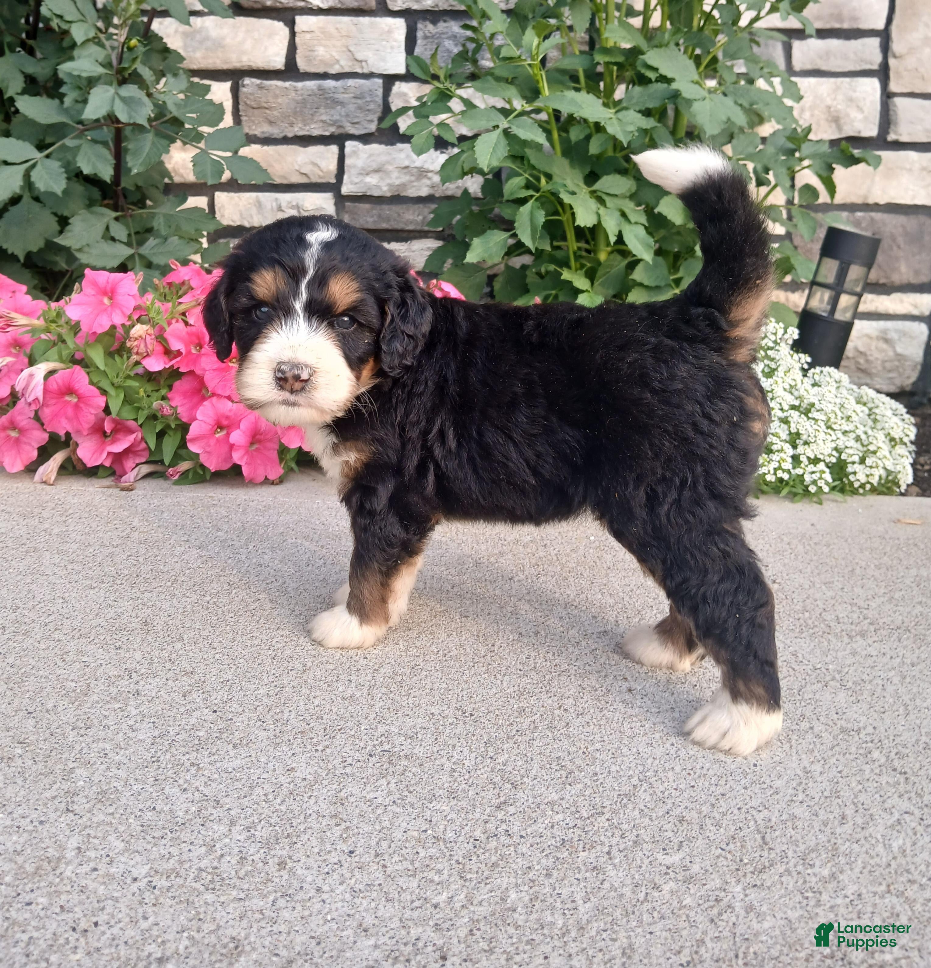 Bernedoodle dogs Lucy - Ad 2