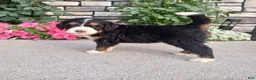 Bernedoodle dogs for sale: Lucy - Ad 2