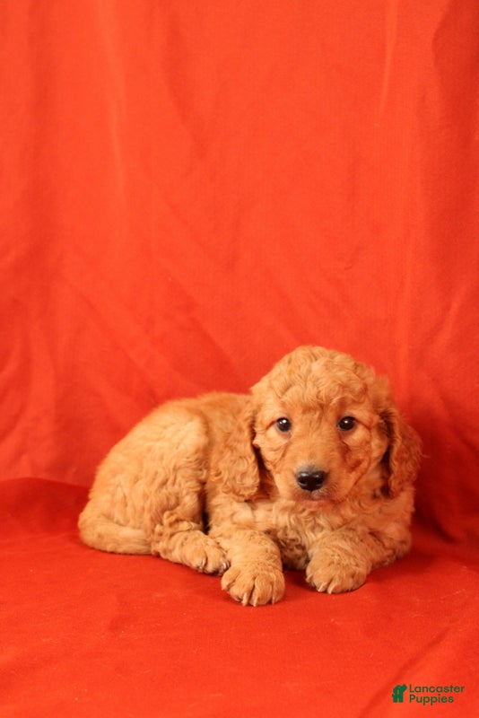 Mini Goldendoodle dogs for sale: Hector - Ad 2