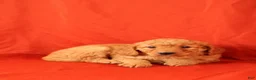 Mini Goldendoodle dogs for sale: Hector - Ad 1