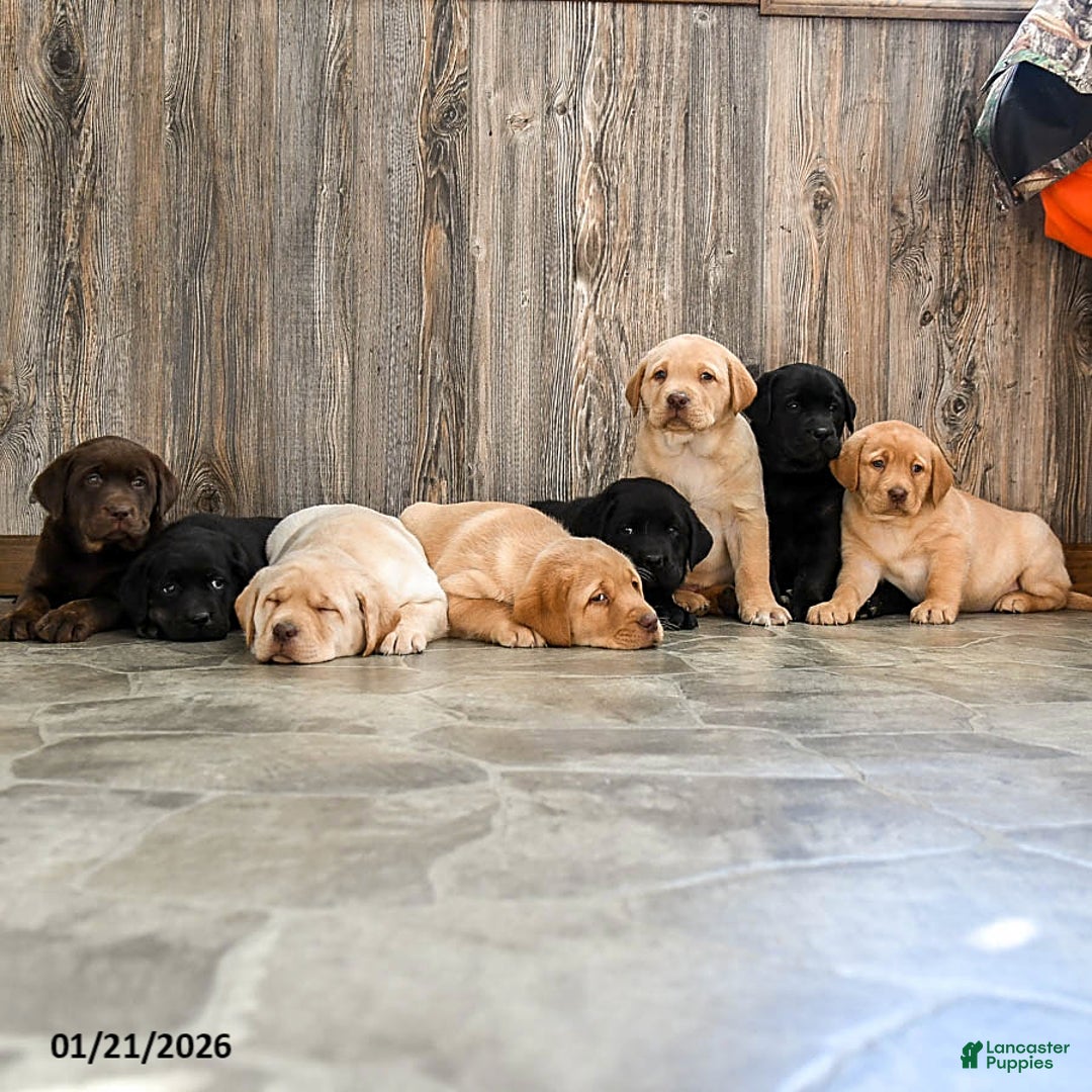 Labrador Retriever dogs for sale: Corbin - Ad 5