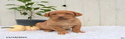 Labrador Retriever dogs for sale: Roman - Ad 6