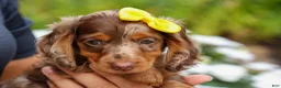 Miniature Dachshund dogs for sale: Ike💙 - Ad 1