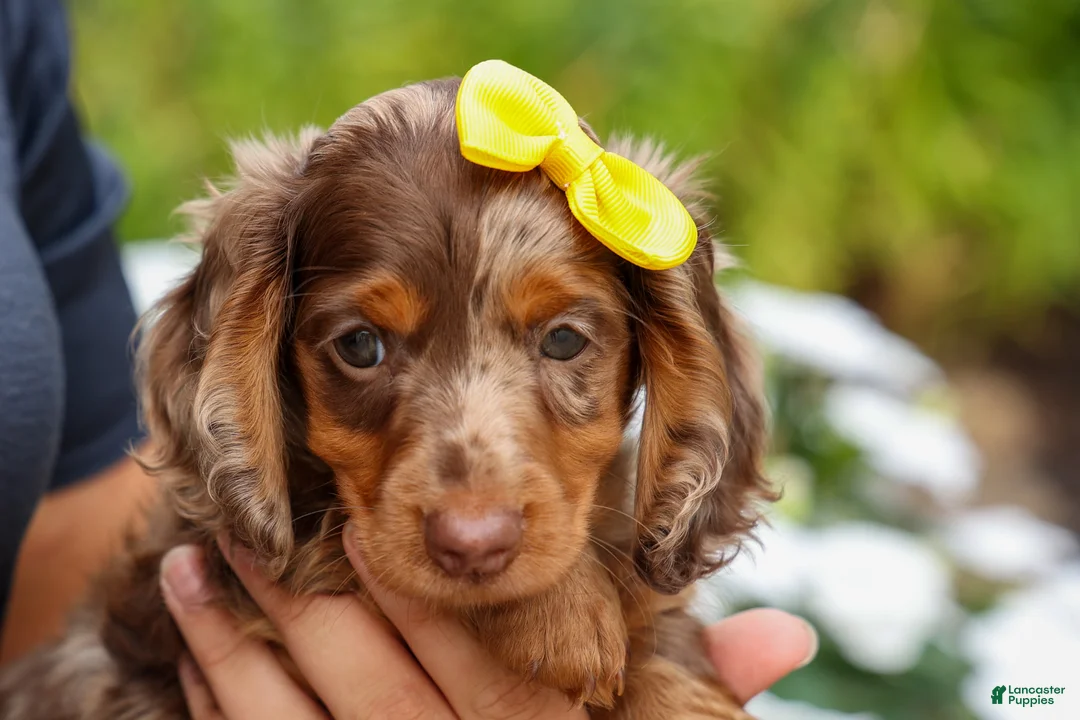 Miniature Dachshund dogs for sale: Ike💙 - Ad 1