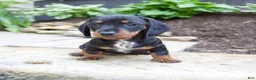 Miniature Dachshund dogs for sale: Gage - Ad 8