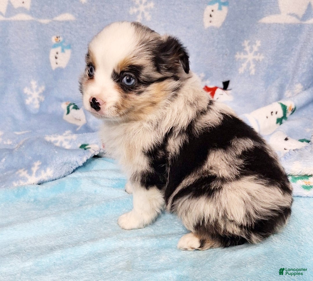 Miniature Australian Shepherd dogs for sale: Buster - Ad 4
