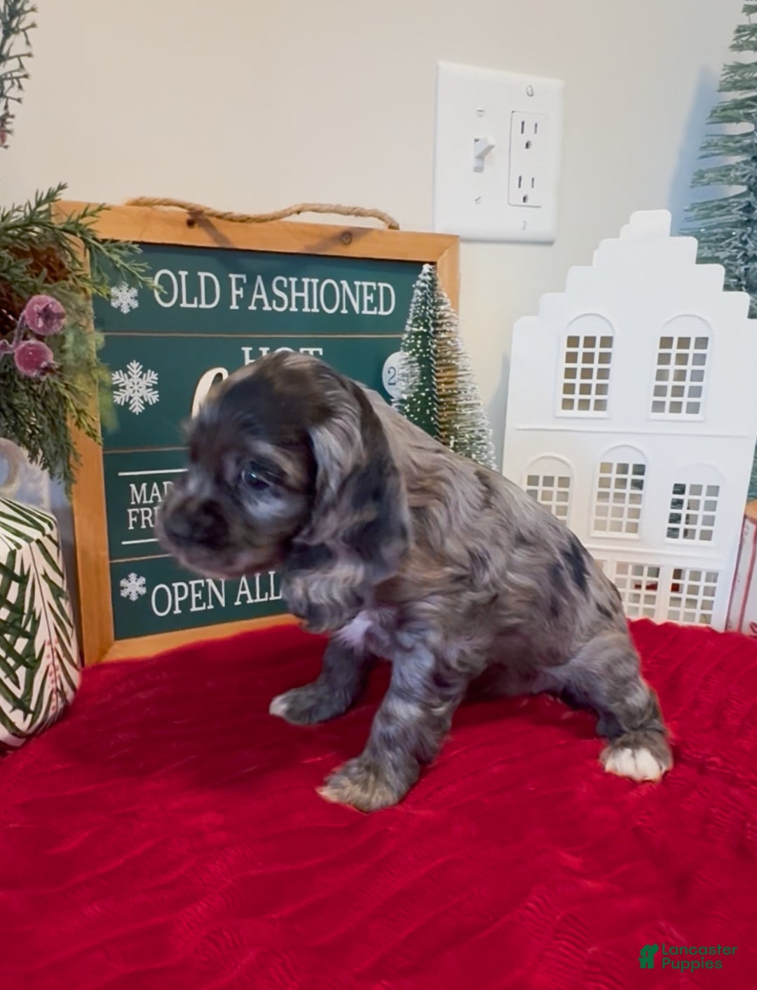 Cocker Spaniel dogs for sale: Maggie - Ad 5