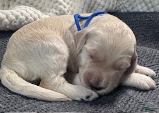 Miniature Labradoodle dogs Miniature Labradoodle 1 - Ad 32