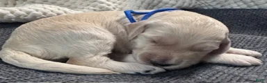 Miniature Labradoodle 1