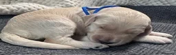 Miniature Labradoodle dogs for sale: Miniature Labradoodle 1 - Ad 1
