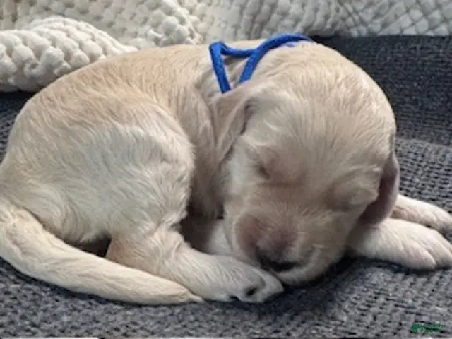 Miniature Labradoodle dogs for sale: Miniature Labradoodle 1 - Ad 30