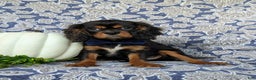 Cavalier King Charles Spaniel dogs for sale: Talbot - Ad 1