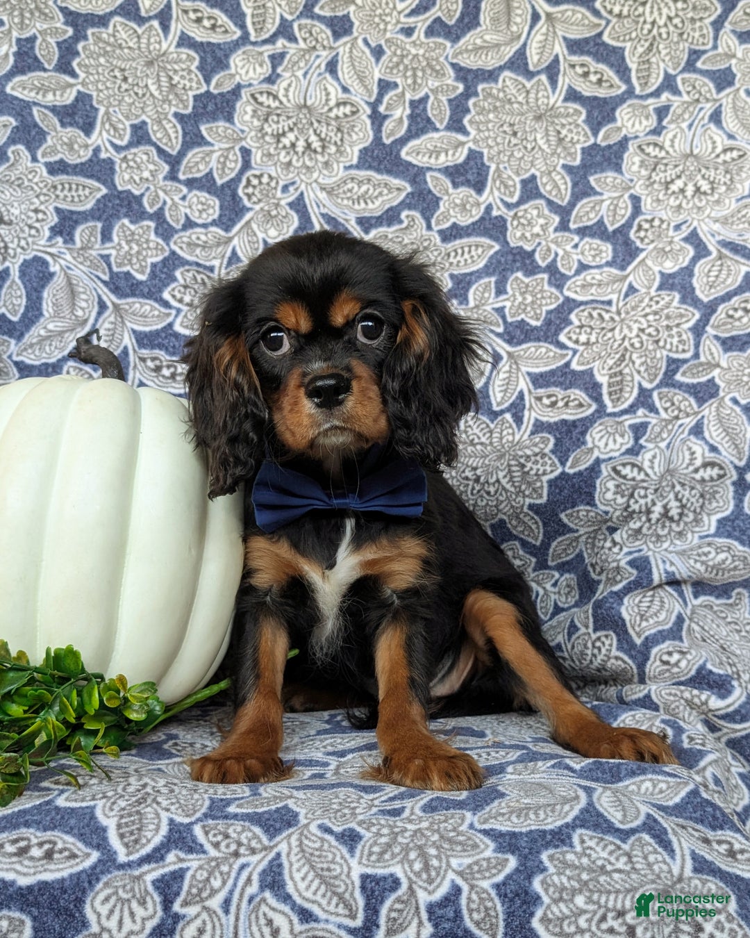 Cavalier King Charles Spaniel dogs for sale: Talbot - Ad 1