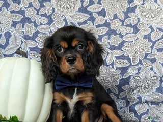 Cavalier King Charles Spaniel dogs Talbot - Ad 10