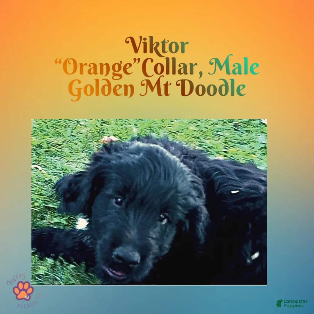 Mixed Breed dogs for sale:  ⭐ Viktor — Orange Collar • Male Golden Mountain Doodle - Ad 2