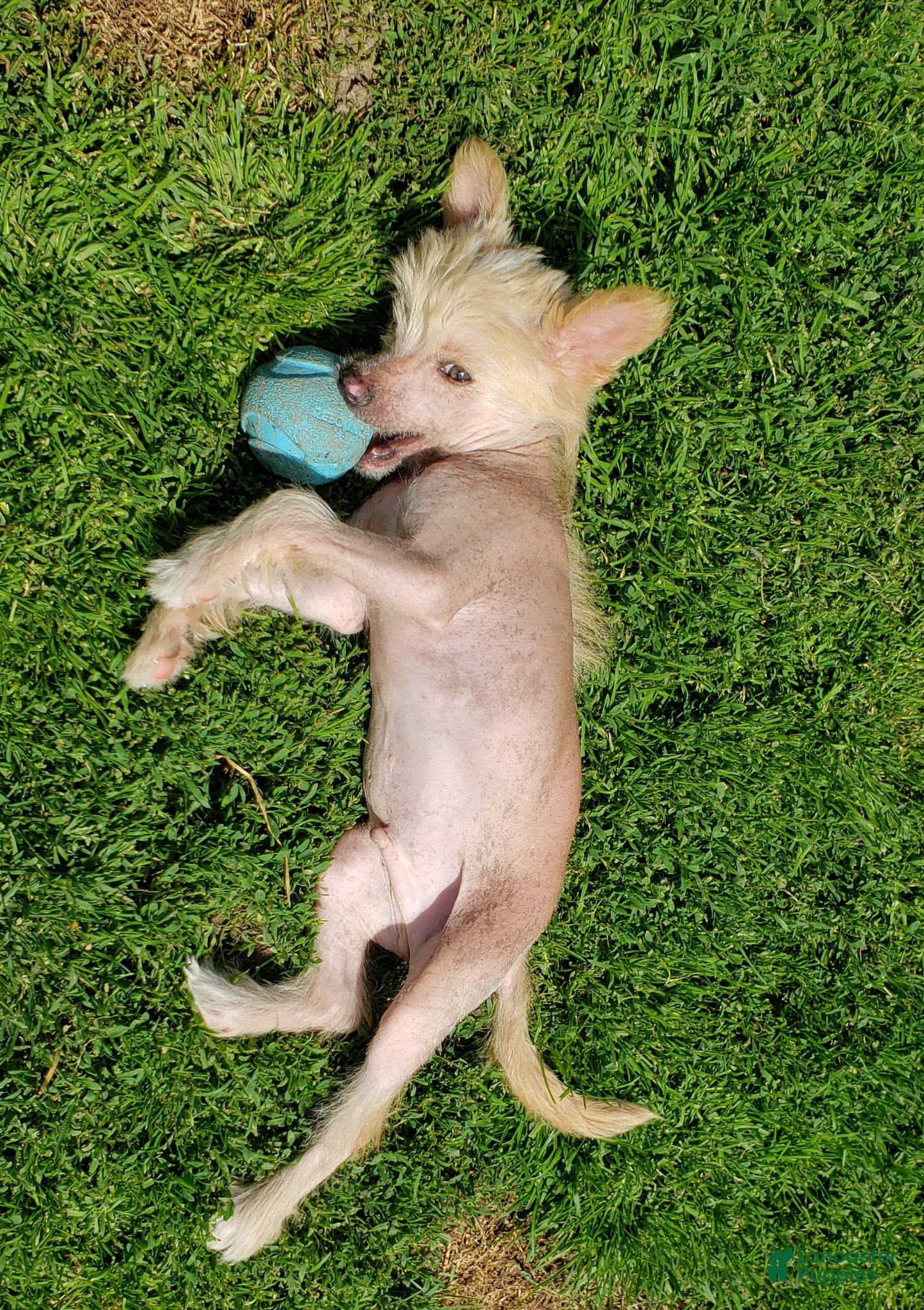 Chinese Crested dogs Chinese Crested Puppy 1 - Ad 2