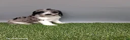 Cockapoo dogs for sale: Cody - Ad 5