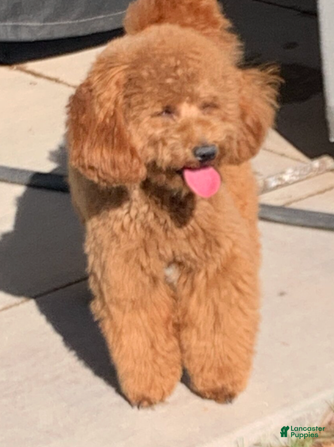 Toy Poodle dogs for sale: Toy Poodle Puppy 3 - Ad 6