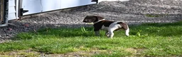 German Shorthaired Pointer dogs for sale: Buck - Ad 23