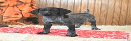 German Shorthaired Pointer dogs for sale: Dakota - Ad 2
