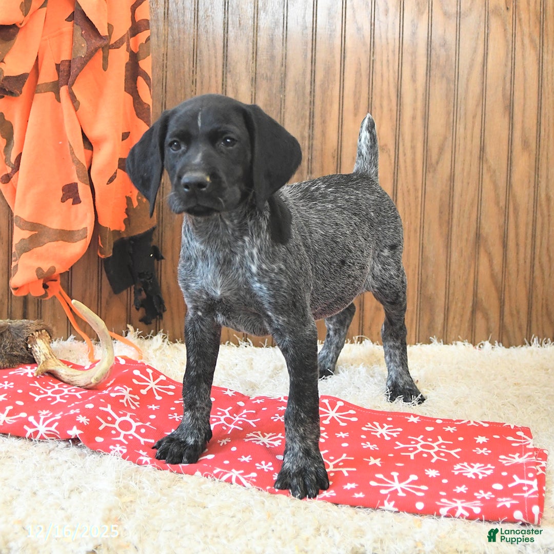 German Shorthaired Pointer dogs for sale: Dakota - Ad 2