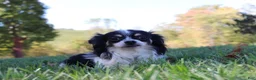 Chihuahua dogs for sale: POPPY - Ad 10