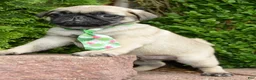 Pug dogs for sale: Paxton - Ad 13