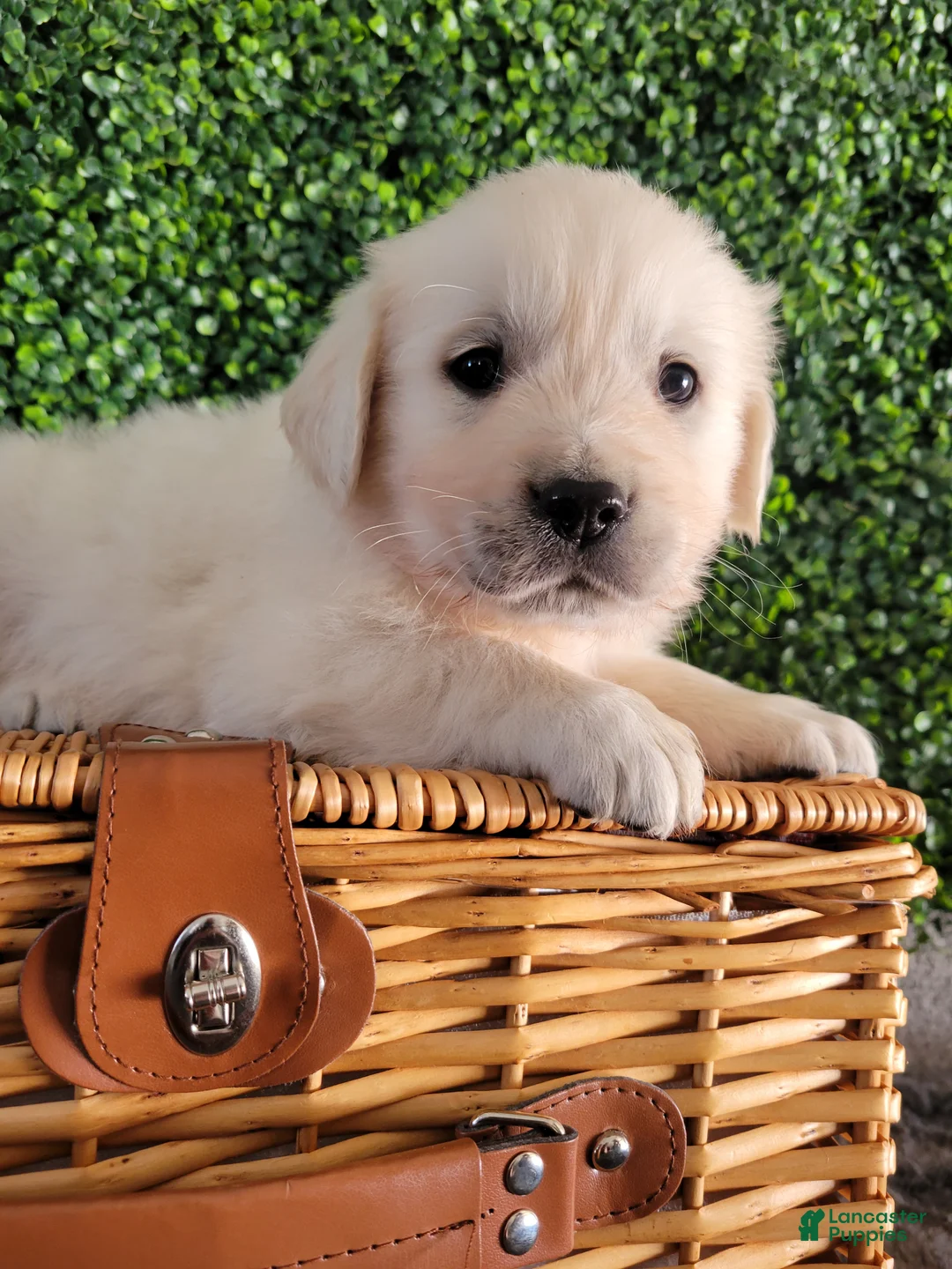 Golden Retriever dogs for sale: Rambo - Ad 1