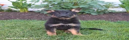 German Shepherd dogs for sale: Skye - Ad 5