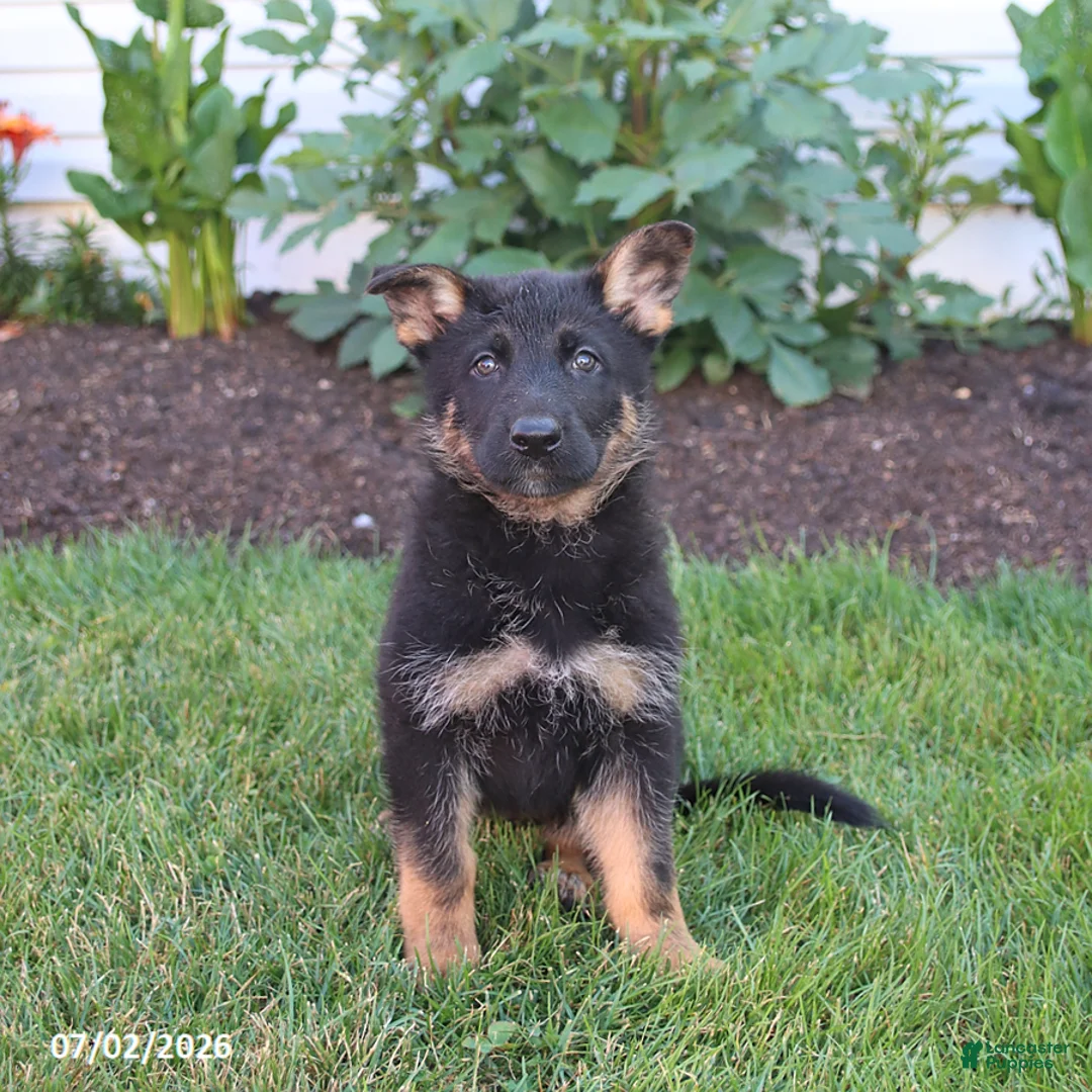 German Shepherd dogs for sale: Skye - Ad 5