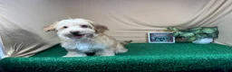 Havapoo dogs for sale: Havapoo 1 - Ad 5