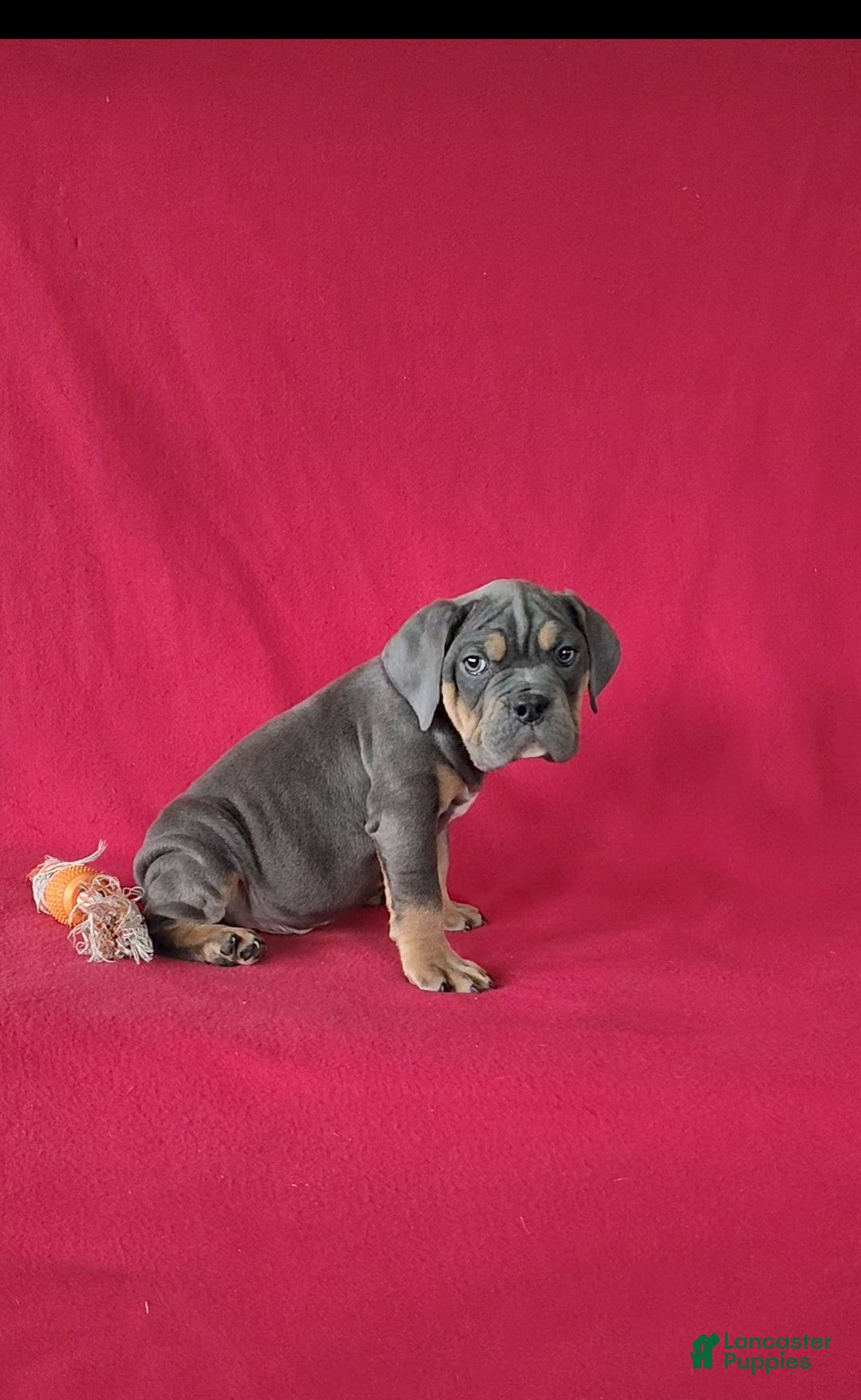 Beabull dogs for sale: Porter - Ad 5