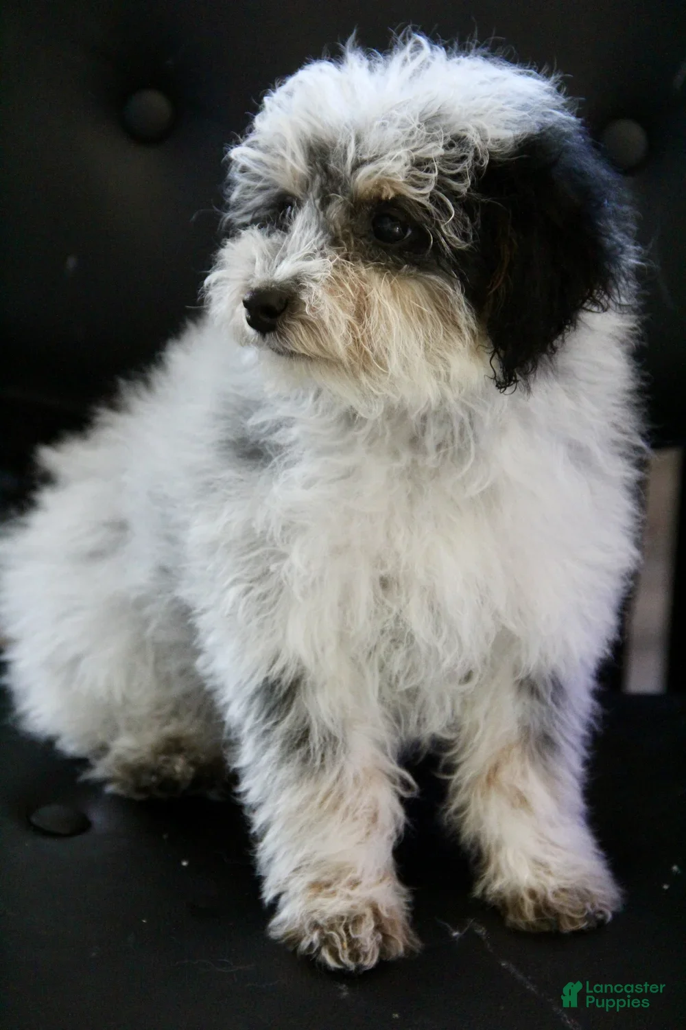 Mini Bernedoodle dogs Coon - Ad 2