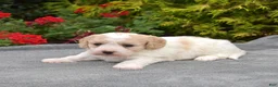 Cavachon dogs for sale: Angel - Ad 3