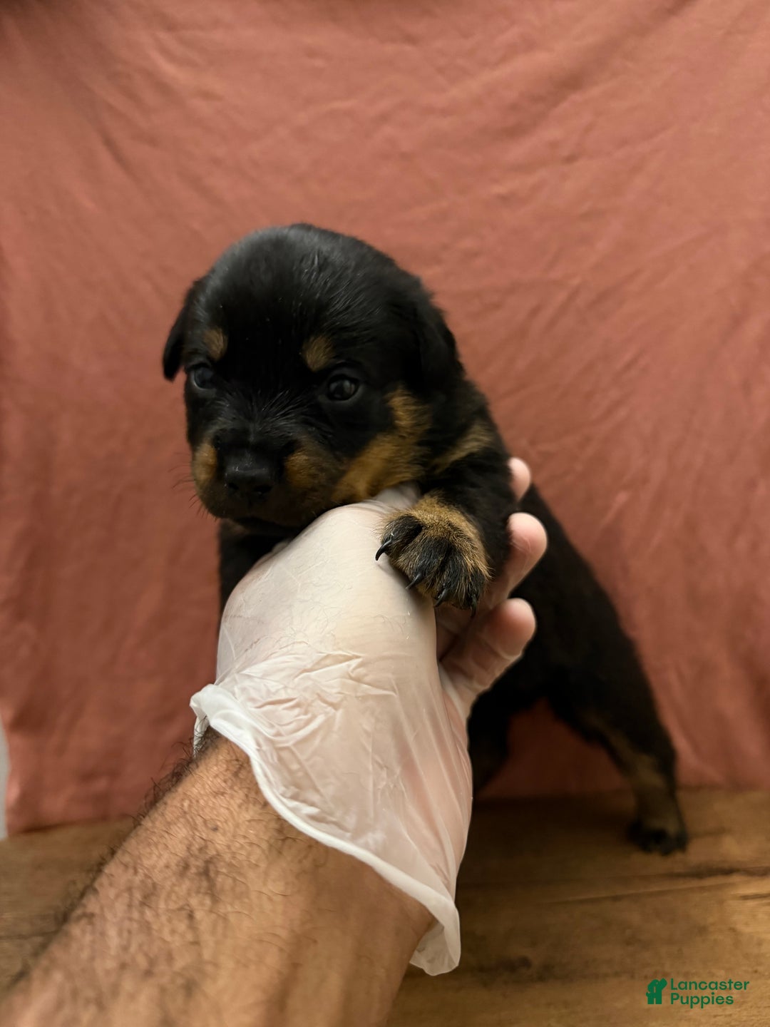 Rottweiler dogs for sale: Diamond  - Ad 2