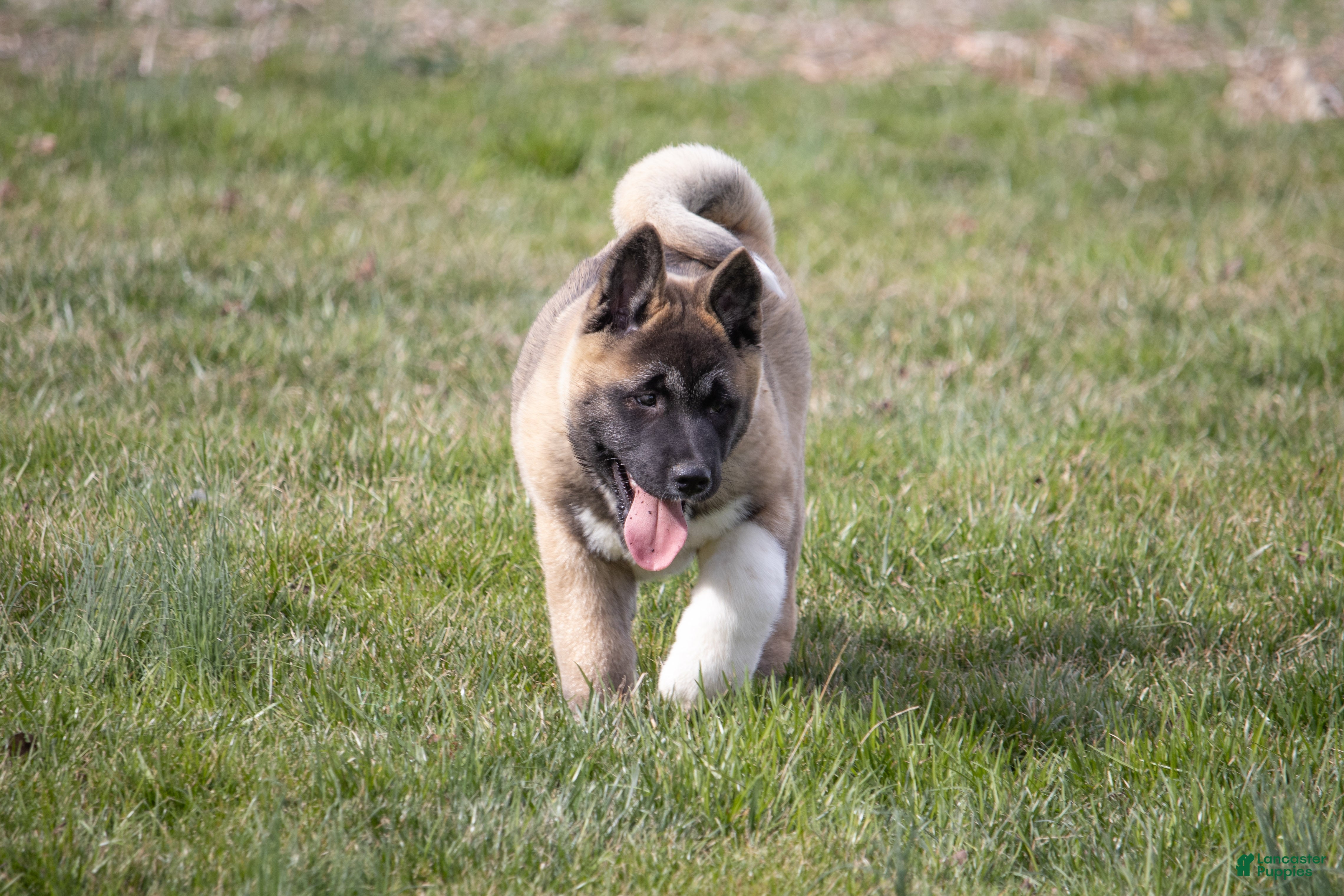 Akita dogs Akita Puppy 1 - Ad 1