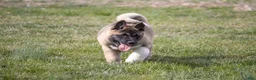 Akita dogs for sale: Akita Puppy 1 - Ad 1