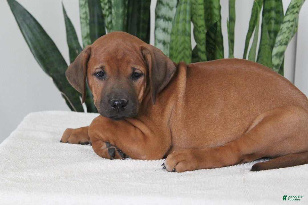 Rhodesian Ridgeback dogs for sale: Rhodesian Ridgeback Puppy 4 - Ad 3
