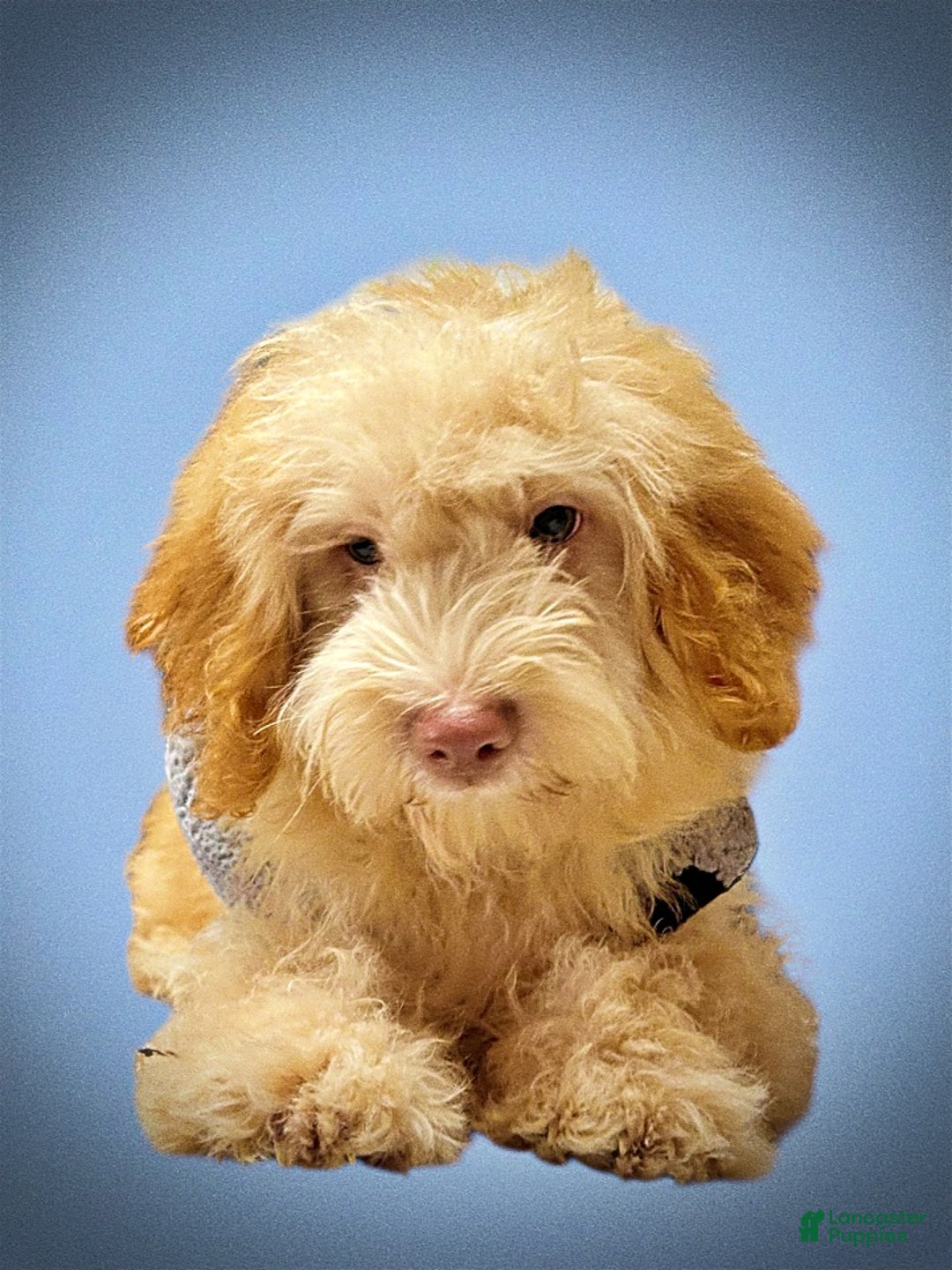 Havapoo dogs for sale: Ranger - Ad 16