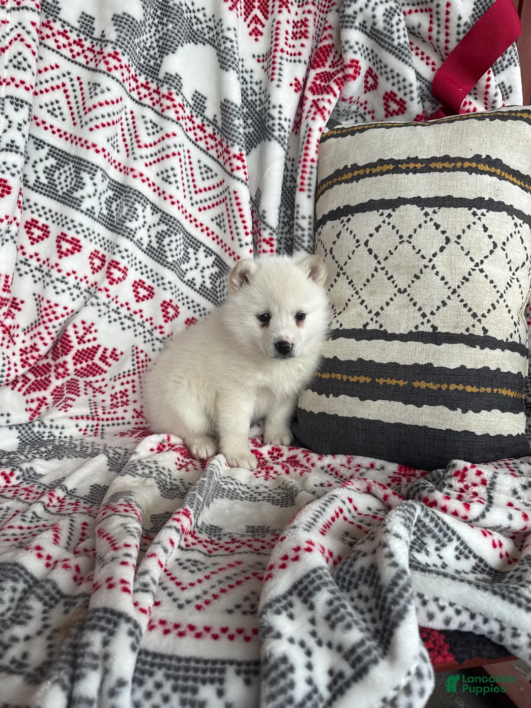 Pomsky dogs for sale: Luna - Ad 3