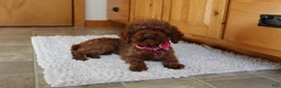 Toy Poodle dogs for sale: Mia - Ad 4