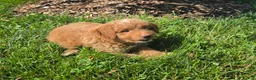 Mini Goldendoodle dogs for sale: Ken - Ad 5