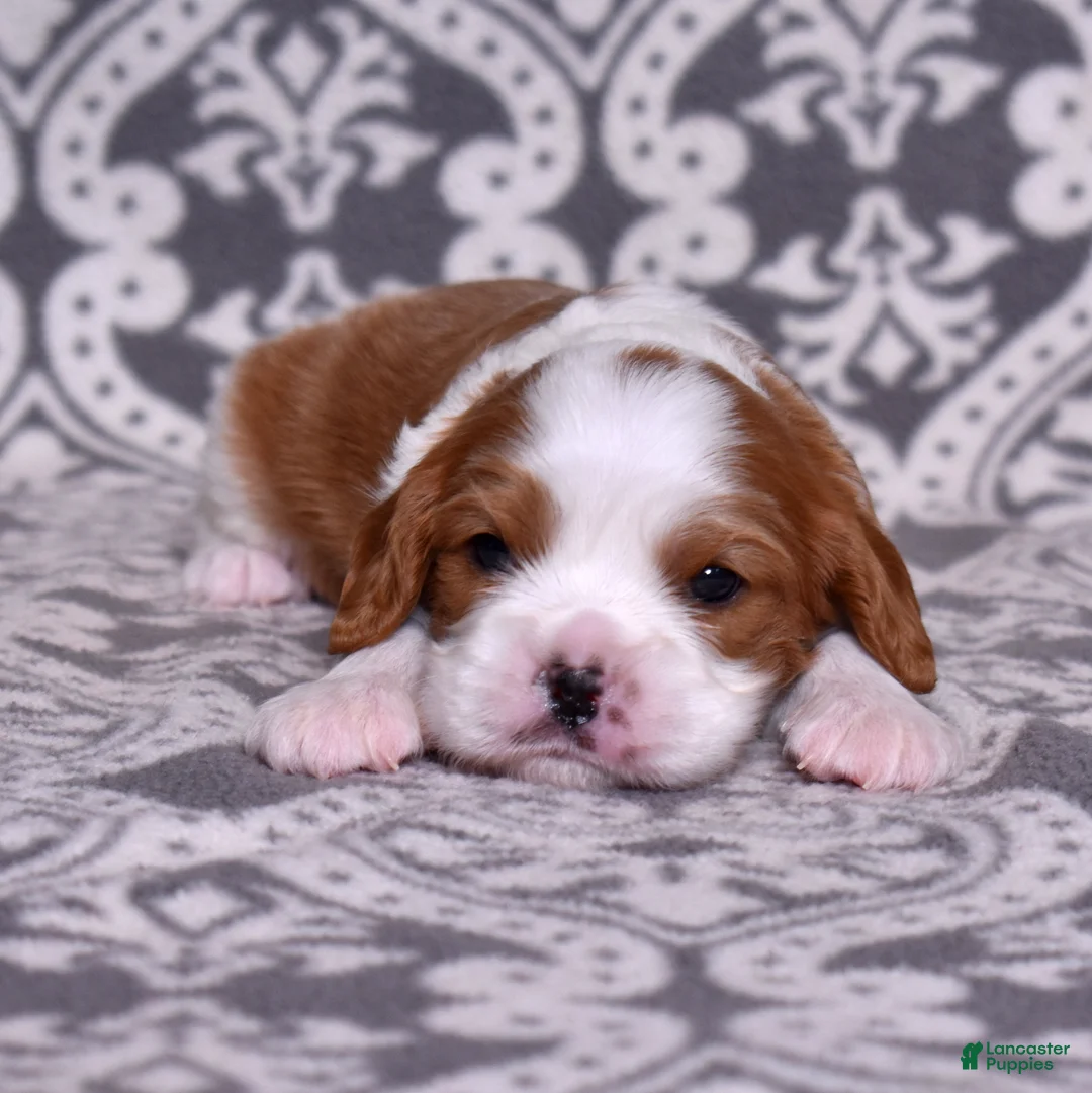 Cavalier King Charles Spaniel dogs for sale: Joseph - Ad 5