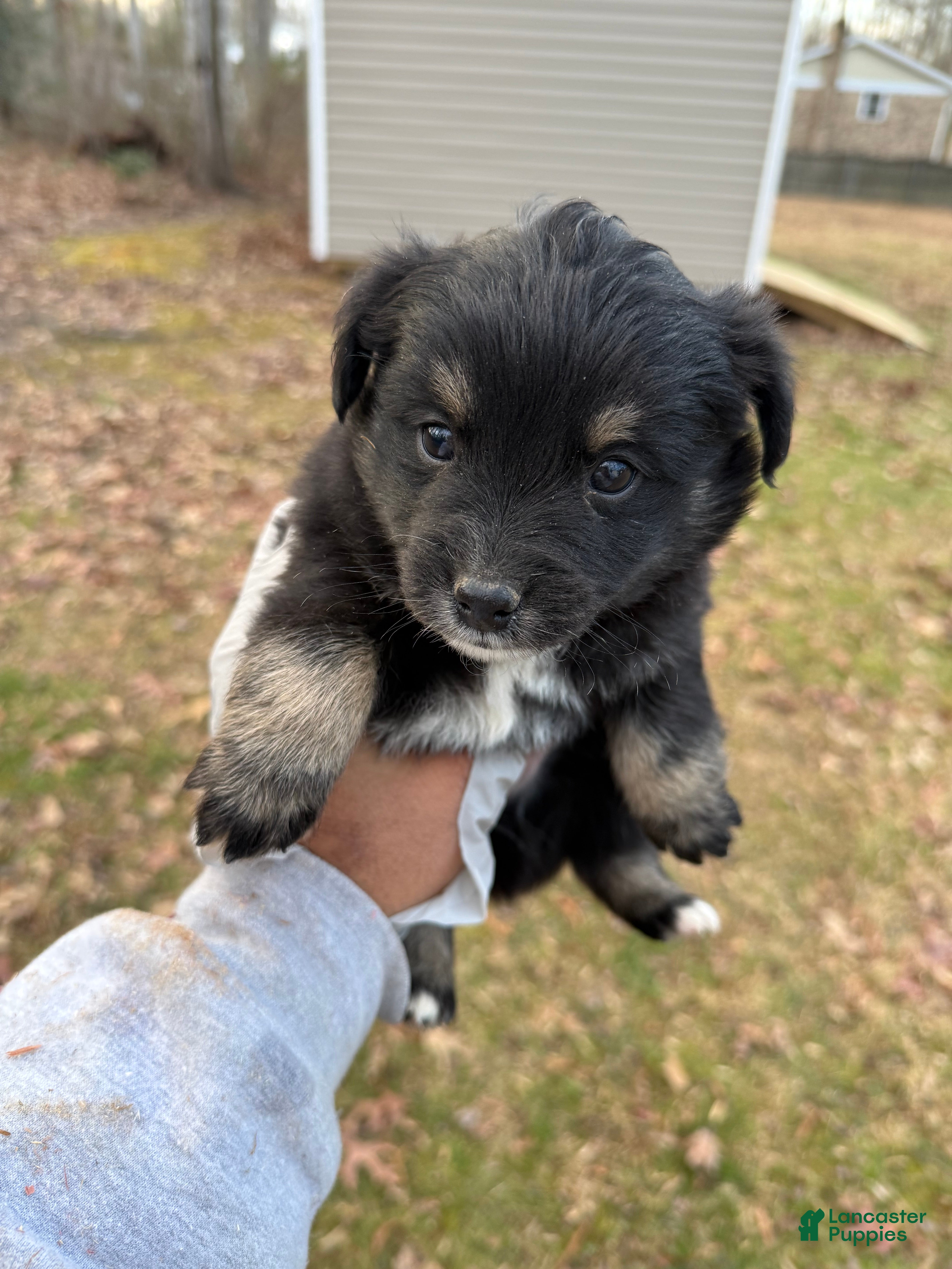 Pomsky dogs Pomsky Puppy 3 - Ad 2