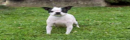 Boston Terrier dogs for sale: Sonny - Ad 7